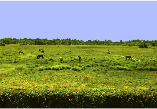 Fazenda Do Carmo #16 (2777 visits, rating score 4.96) Fazenda Do Carmo #16