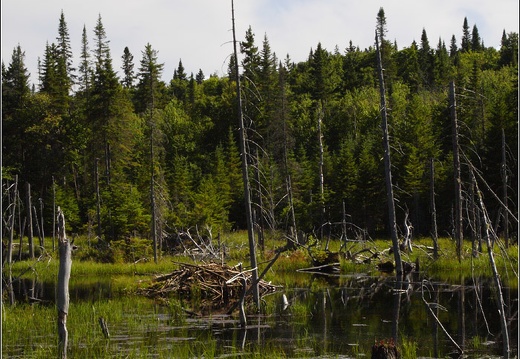 Parc Mont-Tremblant #14 (17052 visits) Parc Mont-Tremblant #14