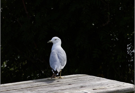 Oiseau à la Malbaire #01