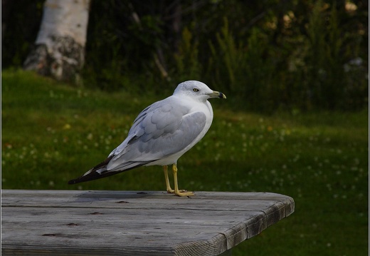 Oiseau à la Malbaire #02