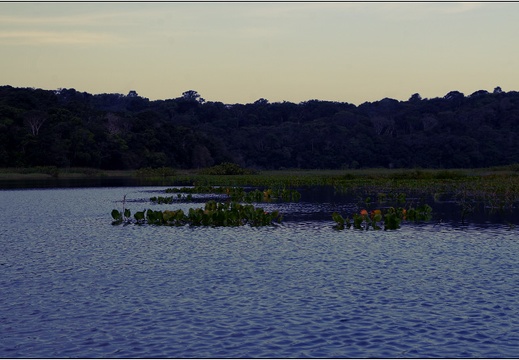 Marais de Kaw #04