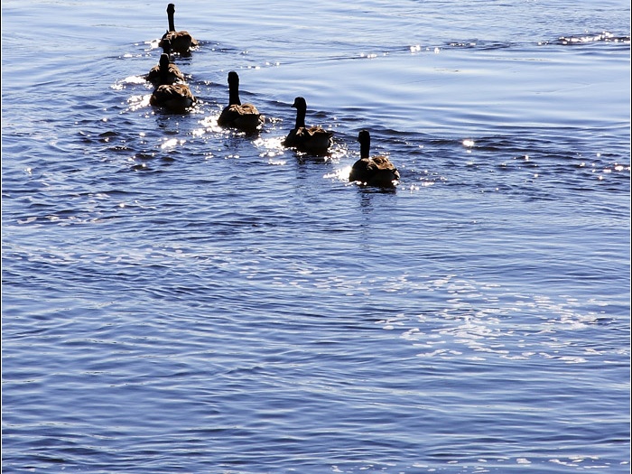 Ottawa #15 (12665 visites) Ottawa #15