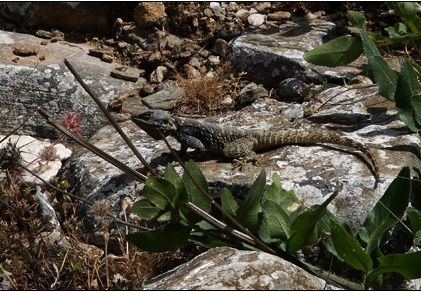 L'iguane