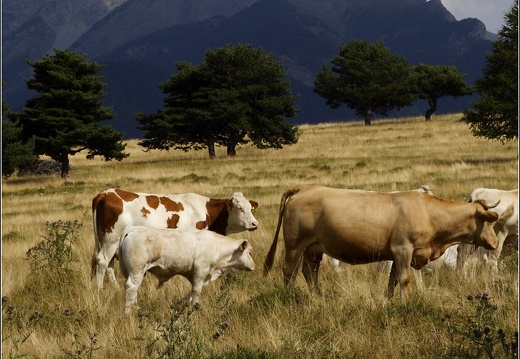 Hautes-Alpes 2007