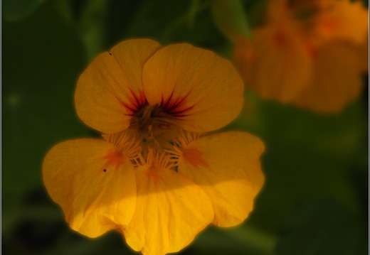 Macro #01 (1432 visites) Macro #01