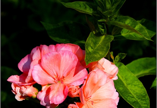 Macro #02 (1405 visites) Macro #02