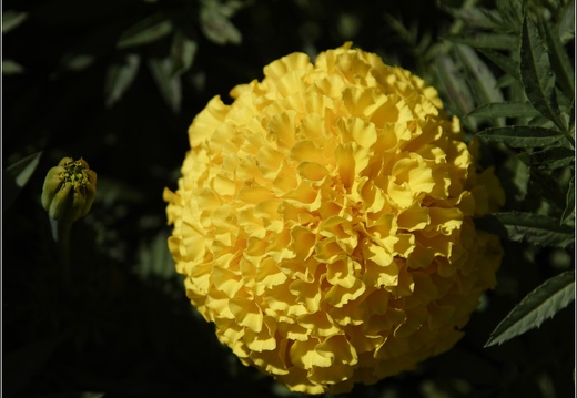 Macro #03 (1444 visites) Macro #03