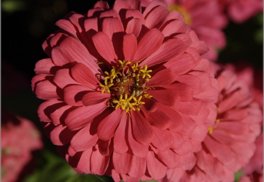 Macro #04 (1353 visites) Macro #04