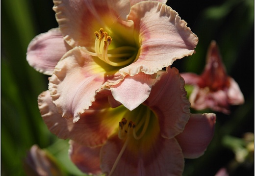 Macro #05 (1309 visites) Macro #05