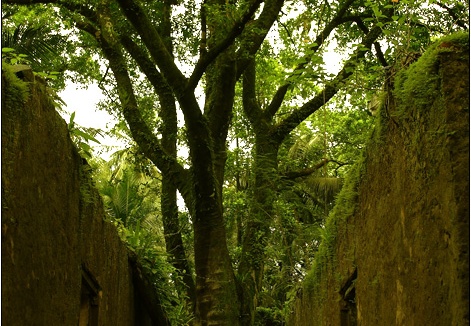 L'île St Joseph #10 (2965 visites) L'île St Joseph #10