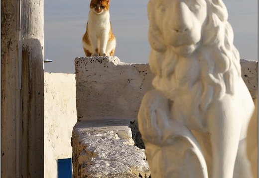 Santorin, Fira #31 (2632 visites) Felins. Santorin, Fira #31