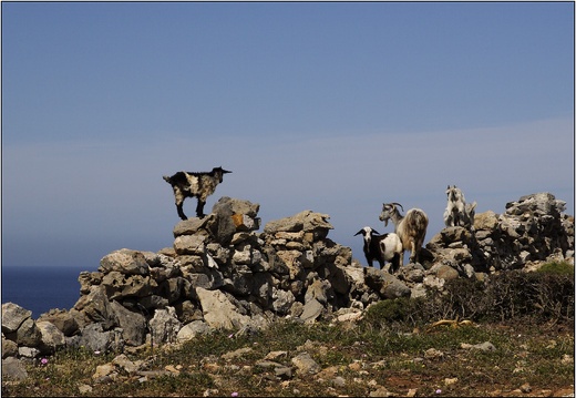 Cheronisos, ferme #17 (3265 visites) Cheronisos, ferme #17