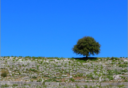 Arbre, Grèce #01 (3430 visits) Arbre, Grèce #01