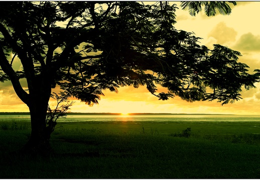 Arbre, Guyane #04 (3023 visits) Arbre, Guyane #04