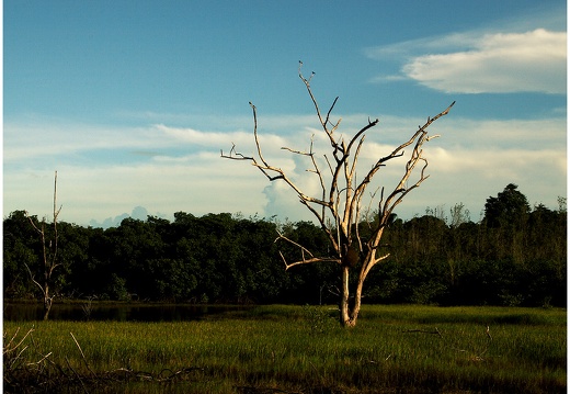 Arbre, Guyane #05 (2959 visits) Arbre, Guyane #05