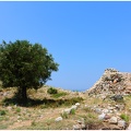 Arbre, Grèce #06