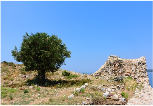 Arbre, Grèce #06 (3437 visits) Arbre, Grèce #06