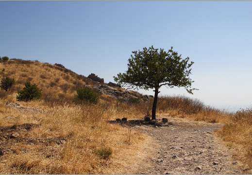 Arbre, Grèce #10 (2819 visits) Arbre, Grèce #10