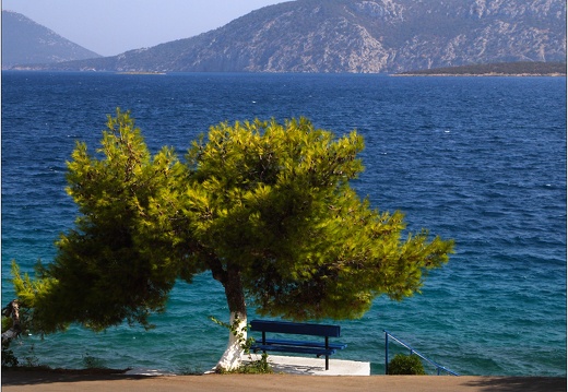 Arbre, Grèce #12 (3471 visits) Arbre, Grèce #12
