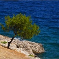 Arbre, Grèce #13