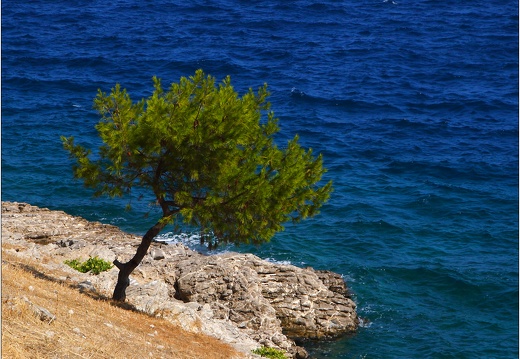 Arbre, Grèce #13 (3507 visits) Arbre, Grèce #13