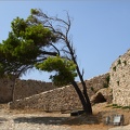Arbre, Grèce #17
