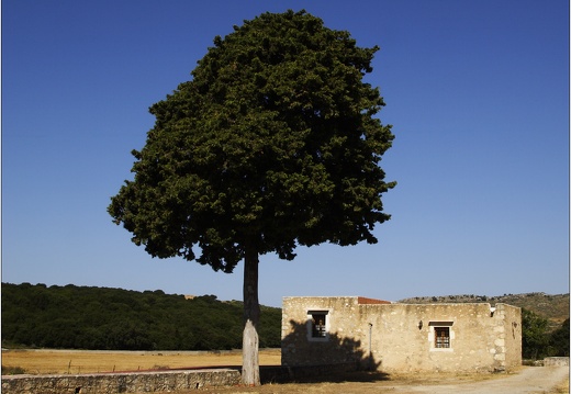 L'arbre