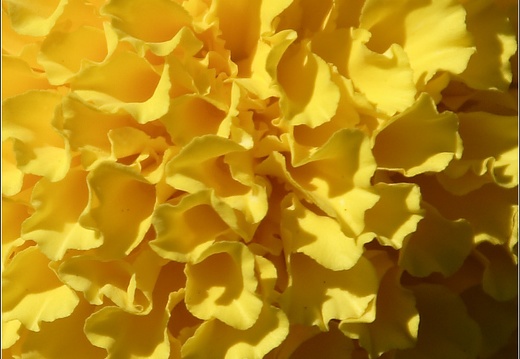 Fleur jaune (6532 visits) Fleur jaune