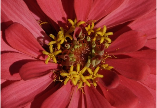 Fleur rouge (5637 visits) Fleur rouge