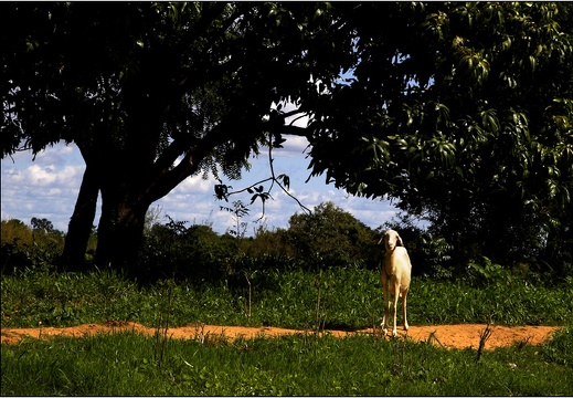 Bamako, île sur le Niger #10 (2644 visites) Bamako, île sur le Niger #10