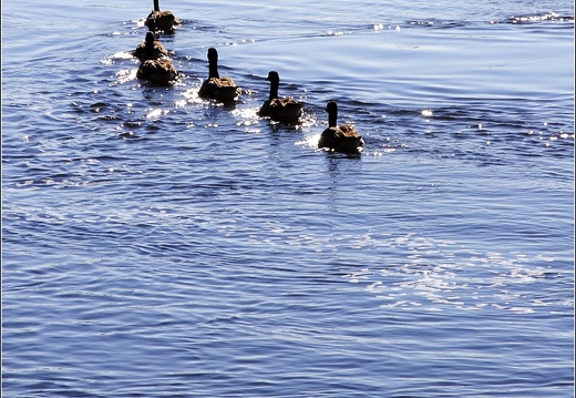 Ottawa #15 (2757 visites) Ottawa #15