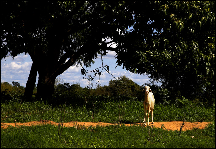 Bamako, île sur le Niger #10