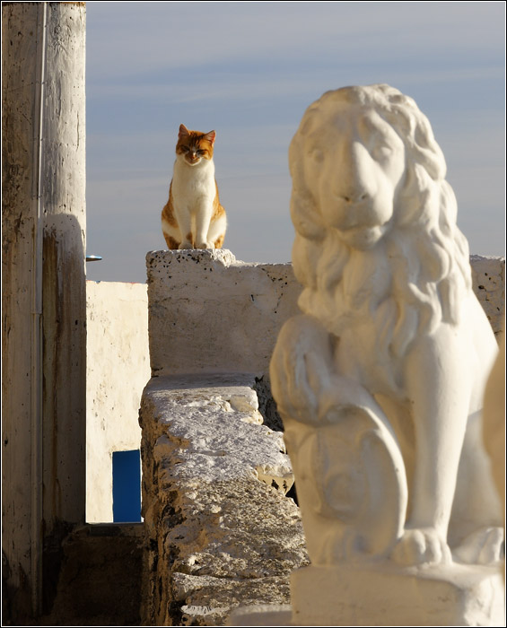 Santorin, Fira #31 (10993 visites) Felins. Santorin, Fira #31