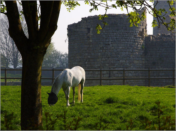 Nesles Château (Marne) #02 (11741 visites) Nesles Château (Marne) #02